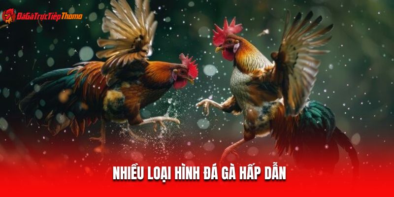Nhiều loại hình đá gà hấp dẫn