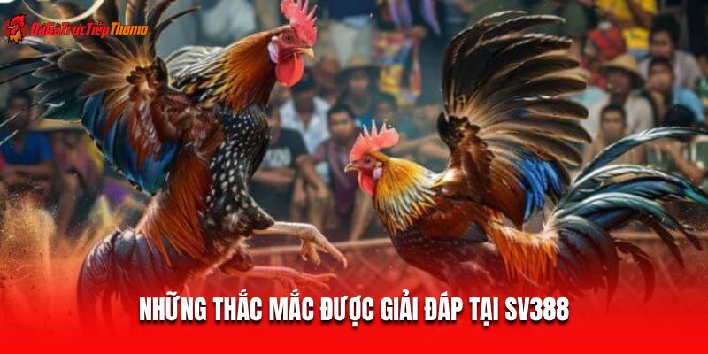Những thắc mắc được giải đáp tại SV388