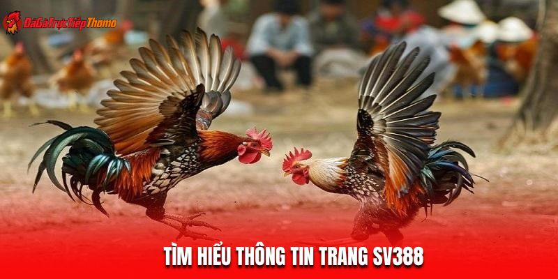 Tìm hiểu thông tin trang SV388