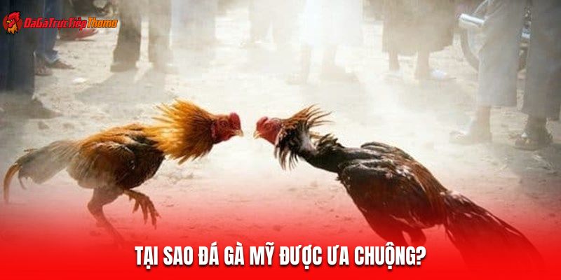 Tại sao đá gà Mỹ được ưa chuộng?