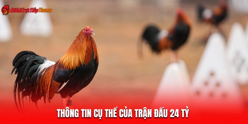 Thông tin cụ thể của trận đấu 24 tỷ 
