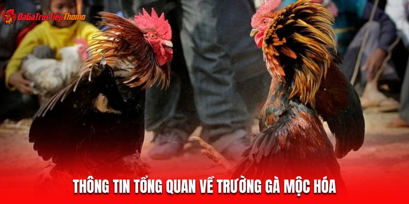 Thông tin tổng quan về trường gà Mộc Hóa
