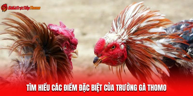 Tìm hiểu các điểm đặc biệt của trường gà Thomo