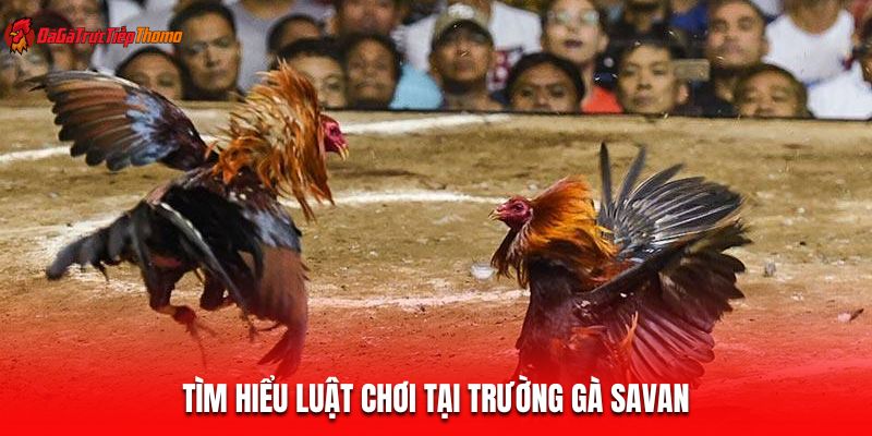 Tìm hiểu luật chơi tại trường gà Savan