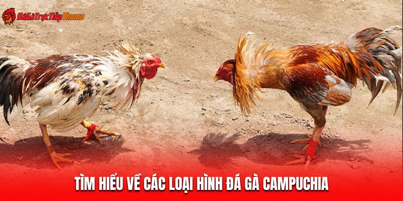 Tìm hiểu về các loại hình đá gà Campuchia