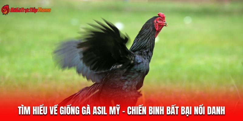 Gà Asil Mỹ