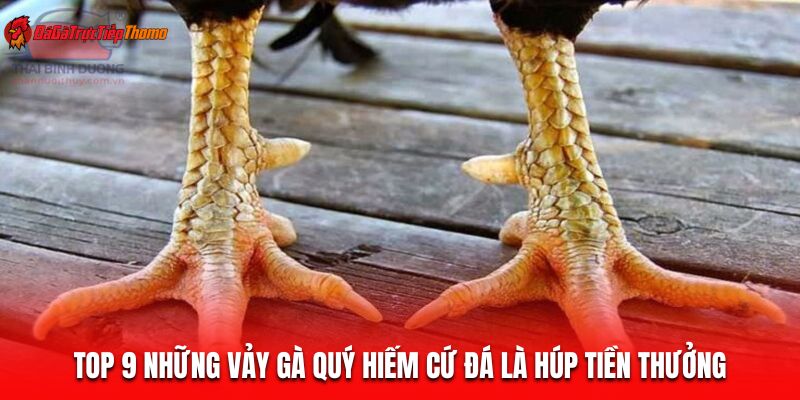 Những vảy gà quý hiếm