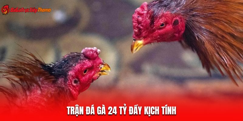 Trận đá gà 24 tỷ đầy kịch tính