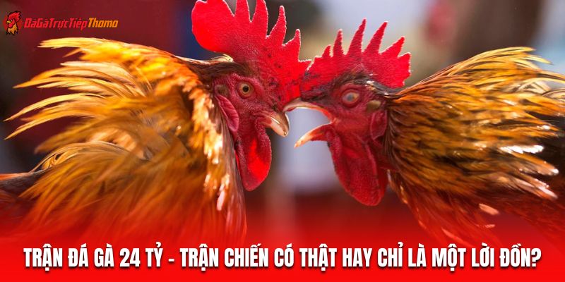 Trận đá gà 24 tỷ
