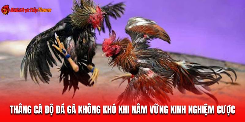 Thắng cá độ đá gà không khó khi nắm vững kinh nghiệm cược