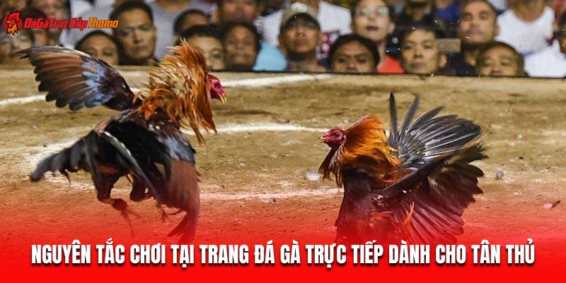 Nguyên tắc chơi tại Trang đá gà trực tiếp dành cho tân thủ