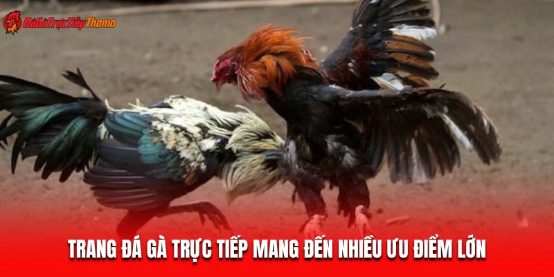 Trang đá gà trực tiếp mang đến nhiều ưu điểm lớn