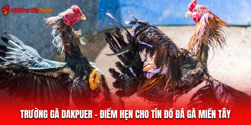 Trường gà Dakpuer