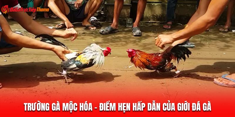trường gà Mộc Hóa