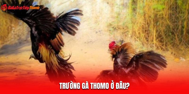 Trường gà Thomo ở đâu?