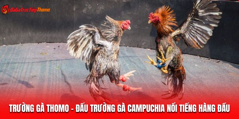 Trường gà Thomo