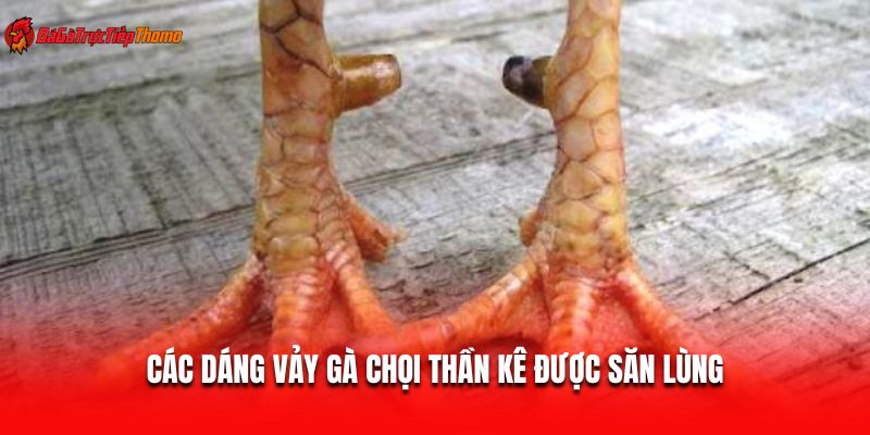 Các dáng vảy gà chọi thần kê được săn lùng