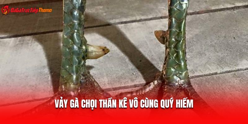 Vảy gà chọi thần kê vô cùng quý hiếm