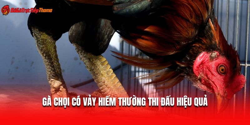 Gà chọi có vảy hiếm thường thi đấu hiệu quả