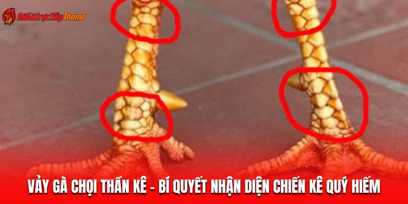 vảy gà chọi thần kê