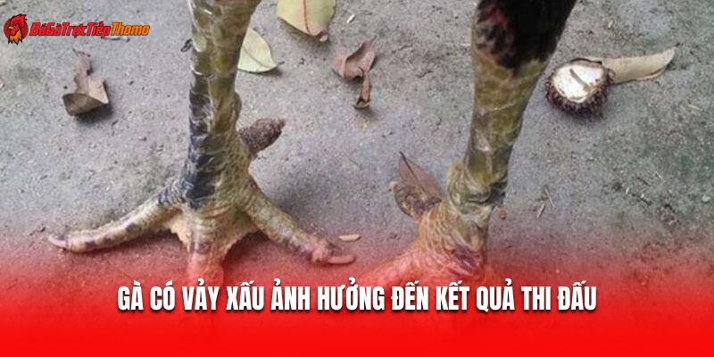 Gà có vảy xấu ảnh hưởng đến kết quả thi đấu