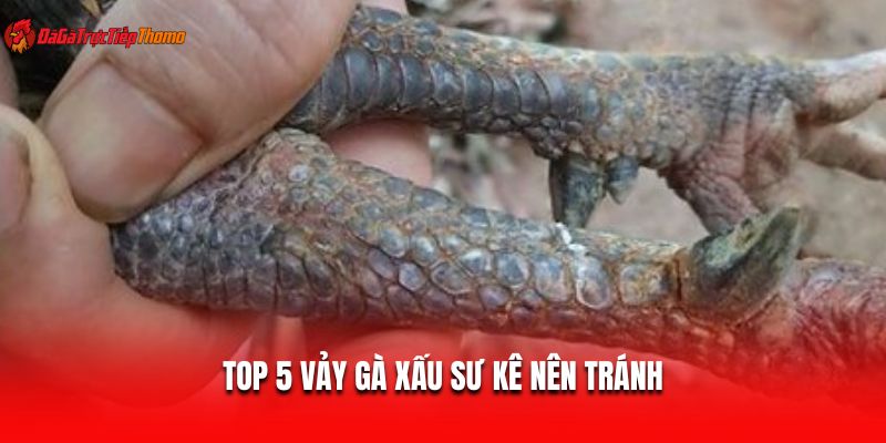 Top 5 vảy gà xấu sư kê nên tránh