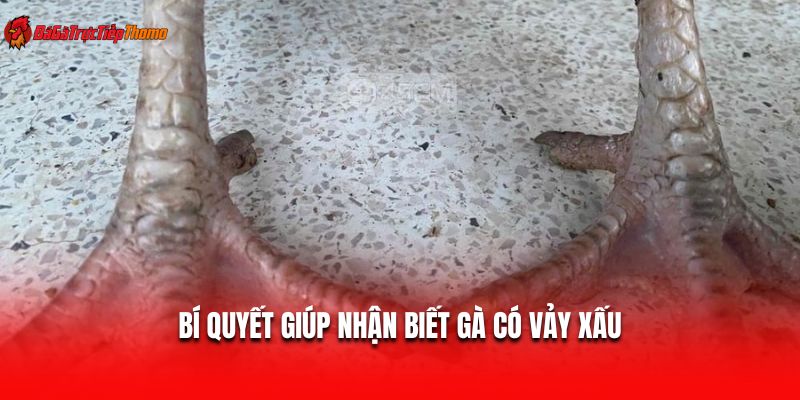 Bí quyết giúp nhận biết gà có vảy xấu