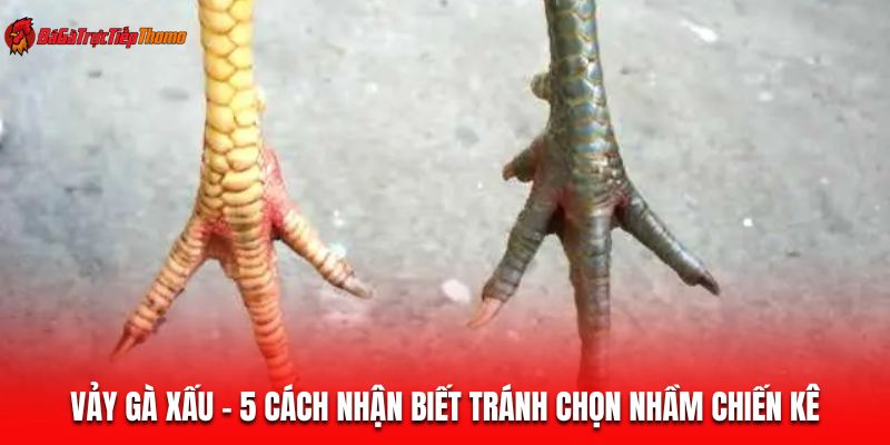 Vảy Gà Xấu