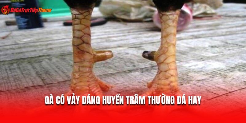 Gà có vảy dáng huyền trâm thường đá hay