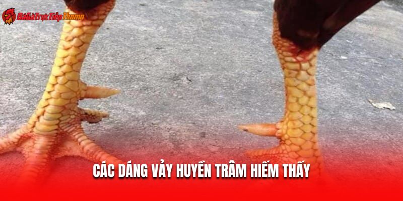 Các dáng vảy huyền trâm hiếm thấy