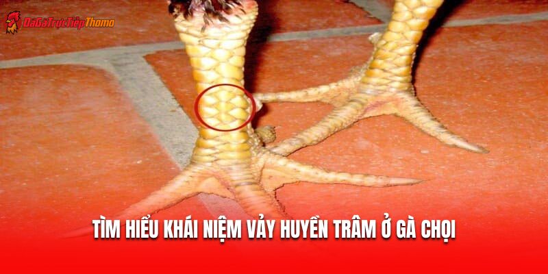 Tìm hiểu khái niệm vảy huyền trâm ở gà chọi