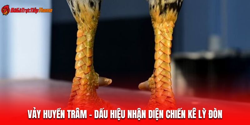 vảy huyền trâm