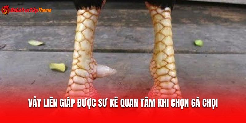 Vảy liên giáp được sư kê quan tâm khi chọn gà chọi