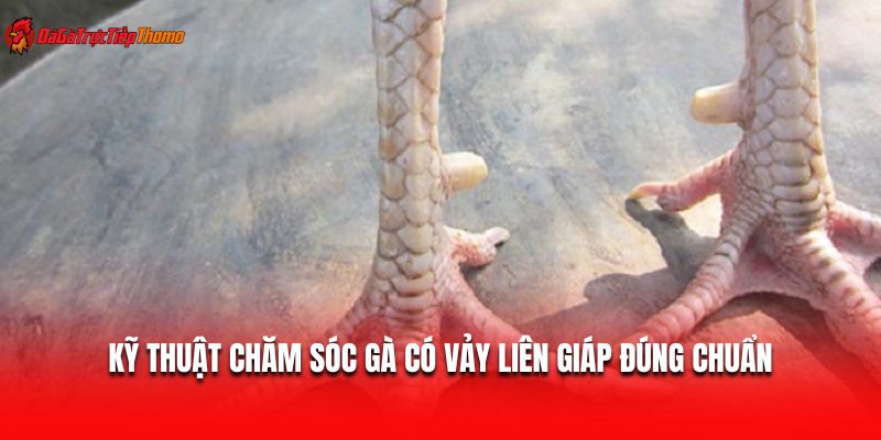 Kỹ thuật chăm sóc gà có vảy liên giáp đúng chuẩn