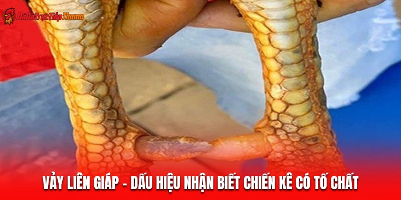 Vảy liên giáp