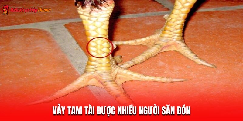 Vảy Tam Tài được nhiều người săn đón