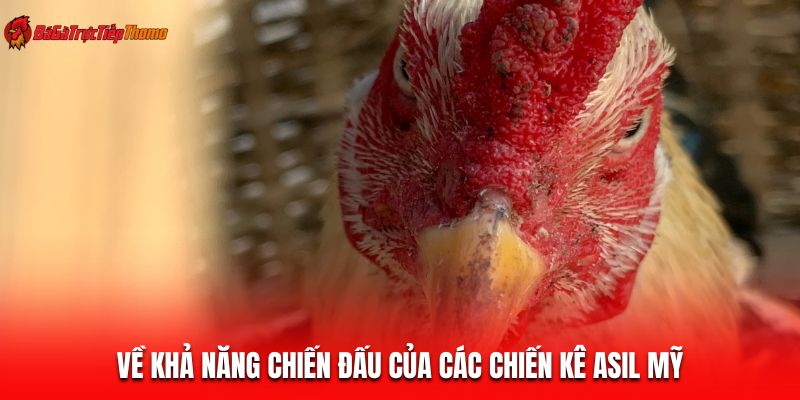 Về khả năng chiến đấu của các chiến kê Asil Mỹ