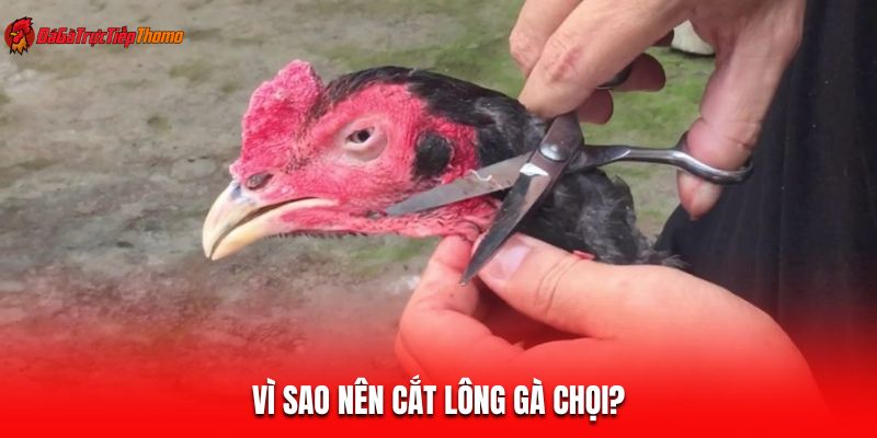 Vì sao nên cắt lông gà chọi?