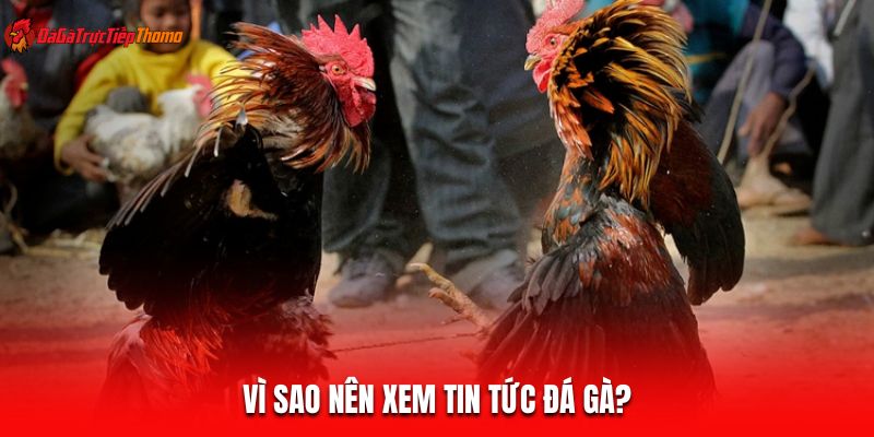 Vì sao nên xem tin tức đá gà?