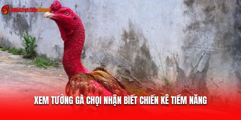 Xem tướng gà chọi nhận biết chiến kê tiềm năng
