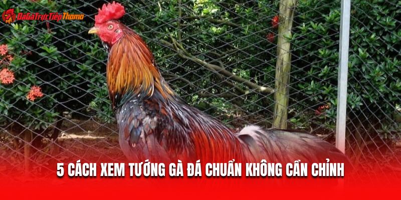 5 cách xem tướng gà đá chuẩn không cần chỉnh