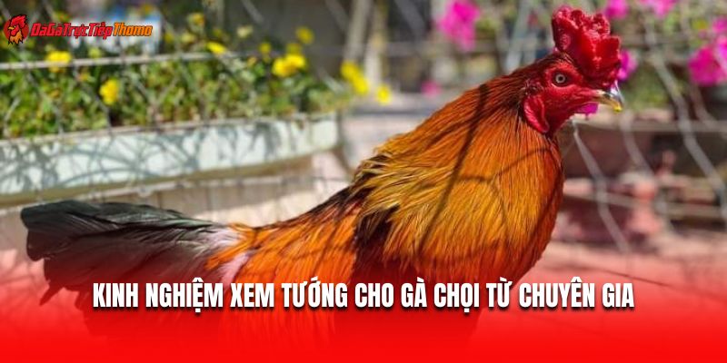 Kinh nghiệm xem tướng cho gà chọi từ chuyên gia