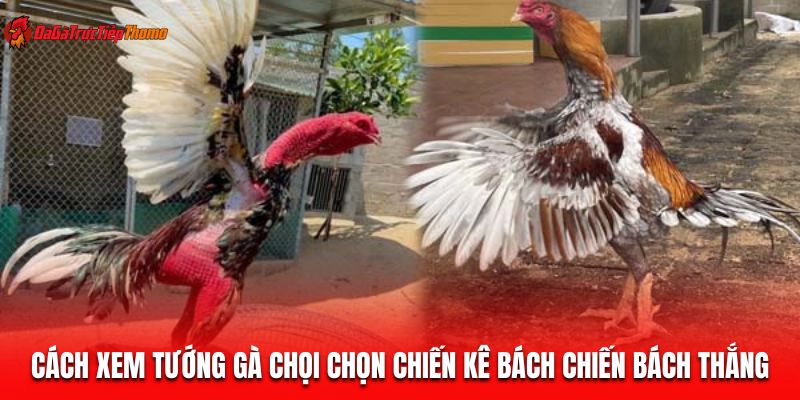 Xem tướng gà chọi