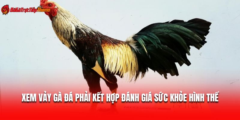Xem vảy gà đá phải kết hợp đánh giá sức khỏe hình thể