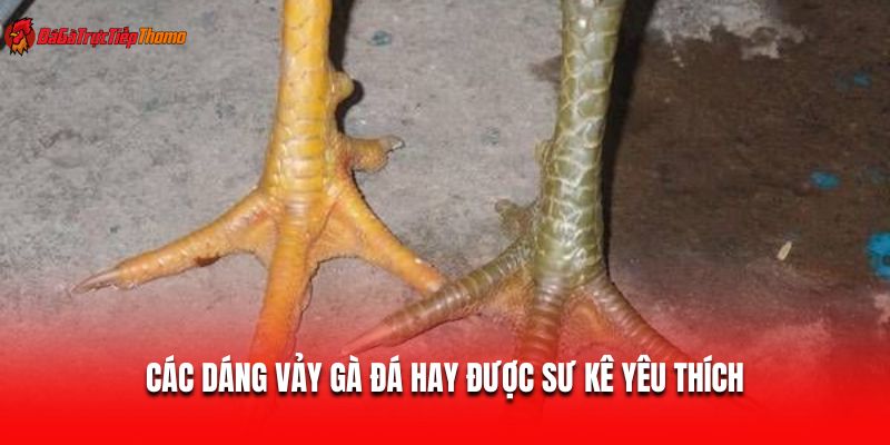 Các dáng vảy gà đá hay được sư kê yêu thích