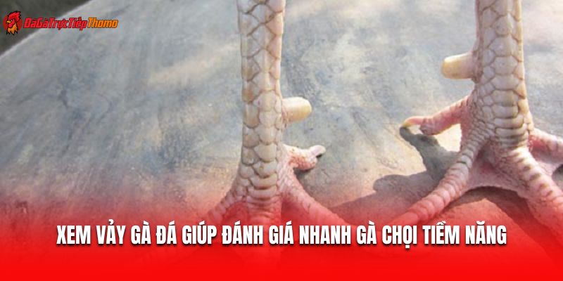 Xem vảy gà đá giúp đánh giá nhanh gà chọi tiềm năng