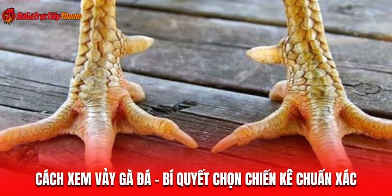 Xem vảy gà đá